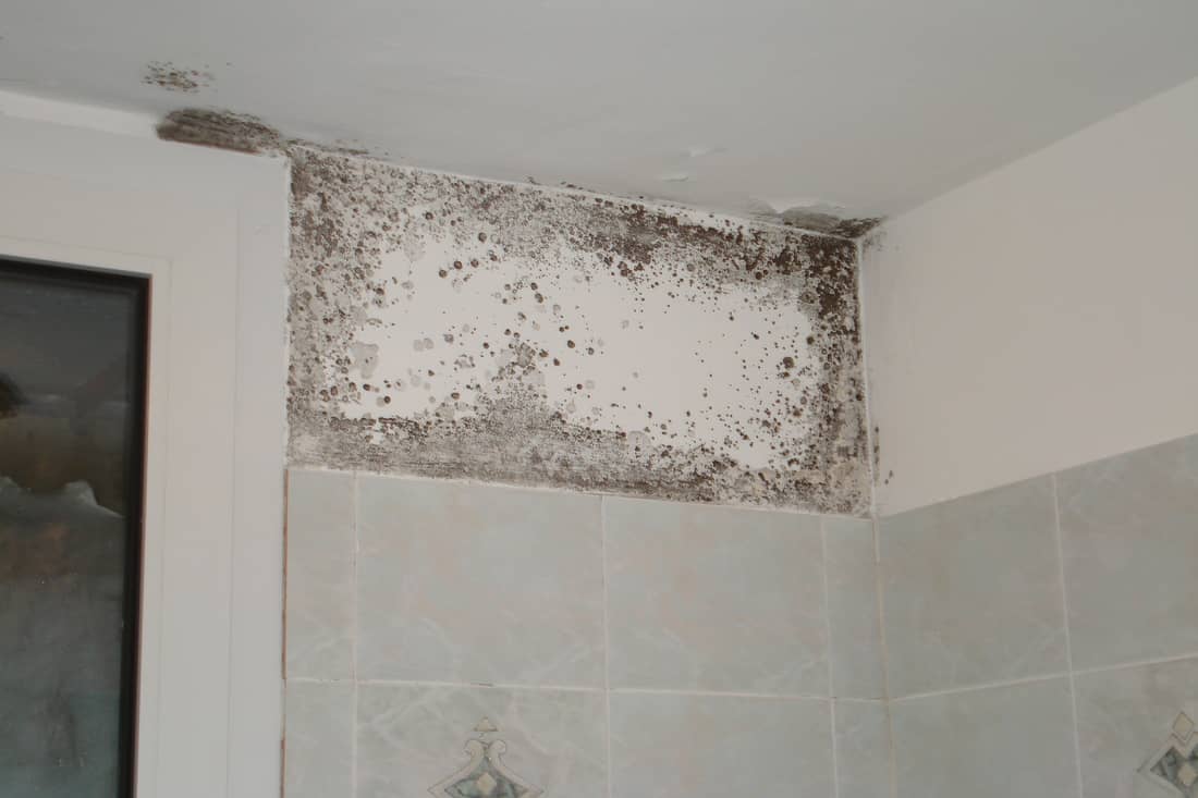 Kom Af Van Schimmel In Badkamer