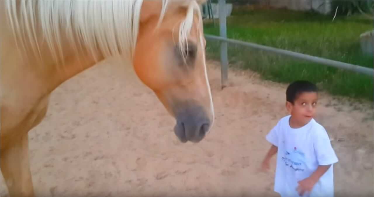 Paard 2
