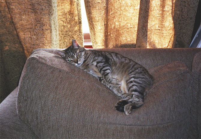 Kat in huis geplast? Geen probleem! Met deze truc is de vlek én de