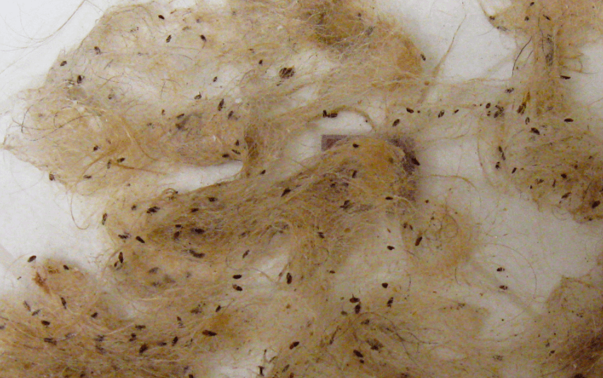 Heeft je huisdier vlooien? Geen nood, met DEZE natuurlijke tips ben je er zo vanaf! Tips en