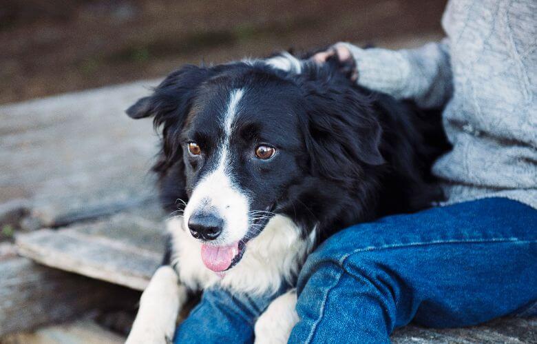 hoe ziet een hond zijn baas de