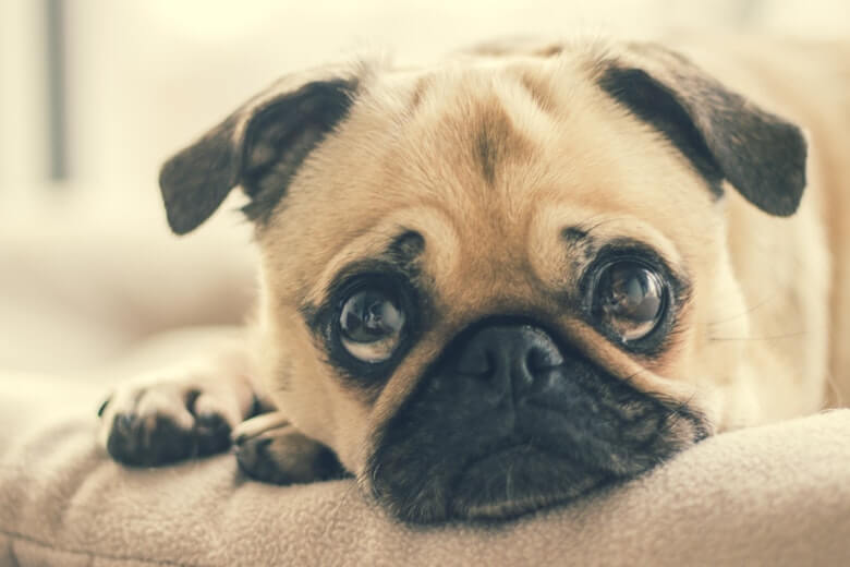hond