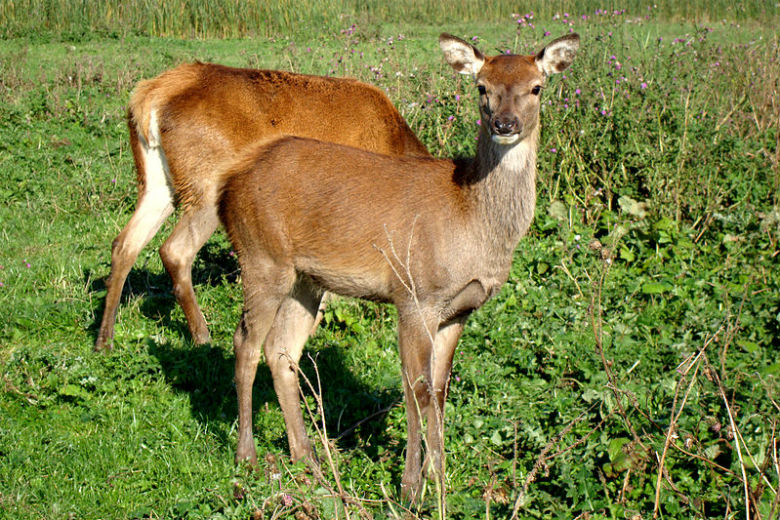 edelherten