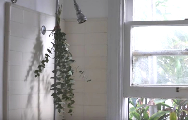 eucalyptus douche